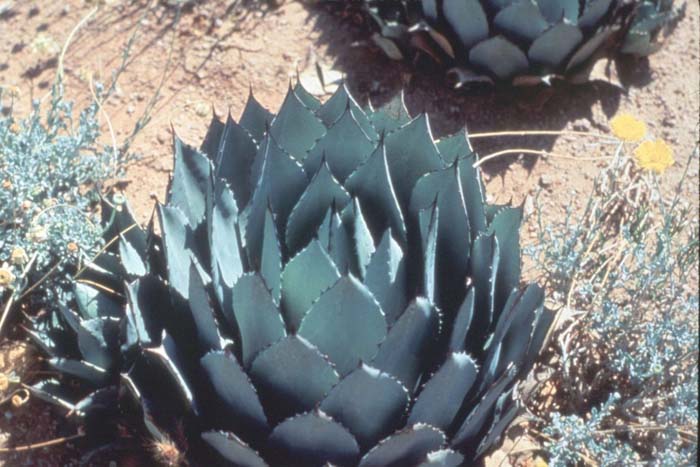 Parry's Agave