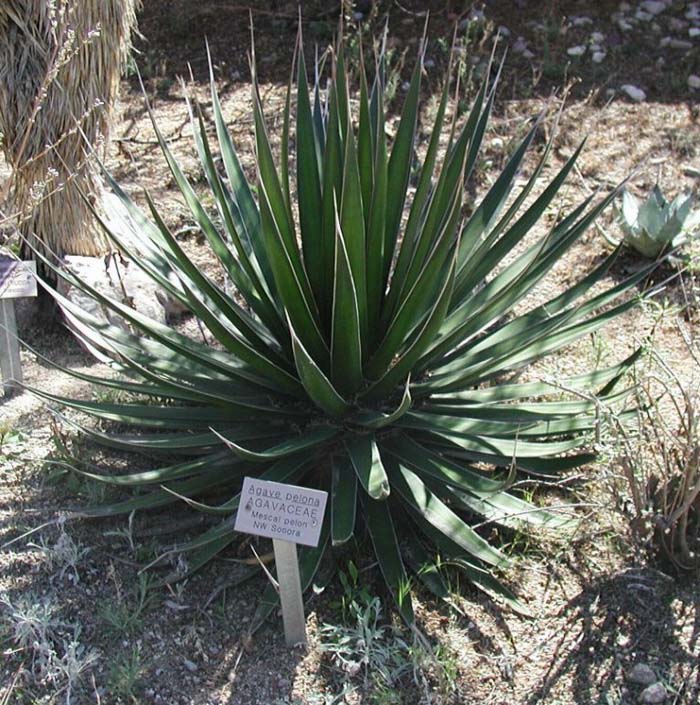 Agave pelona