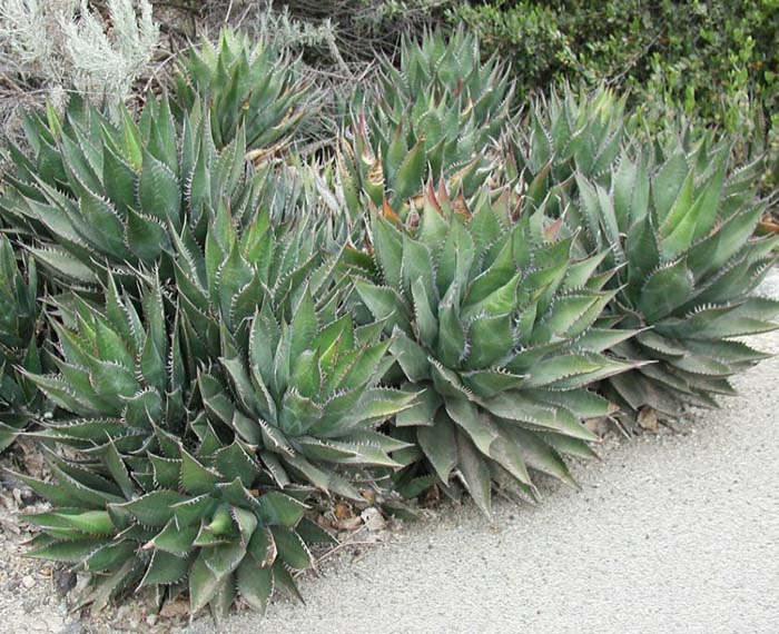 Shaw's Agave