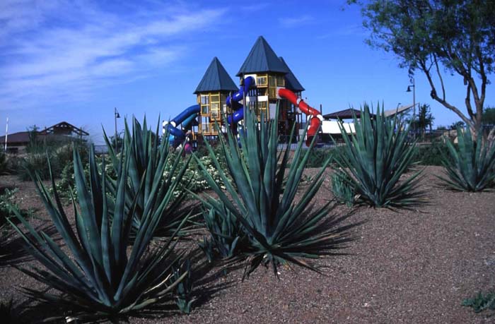 Agave sisalana