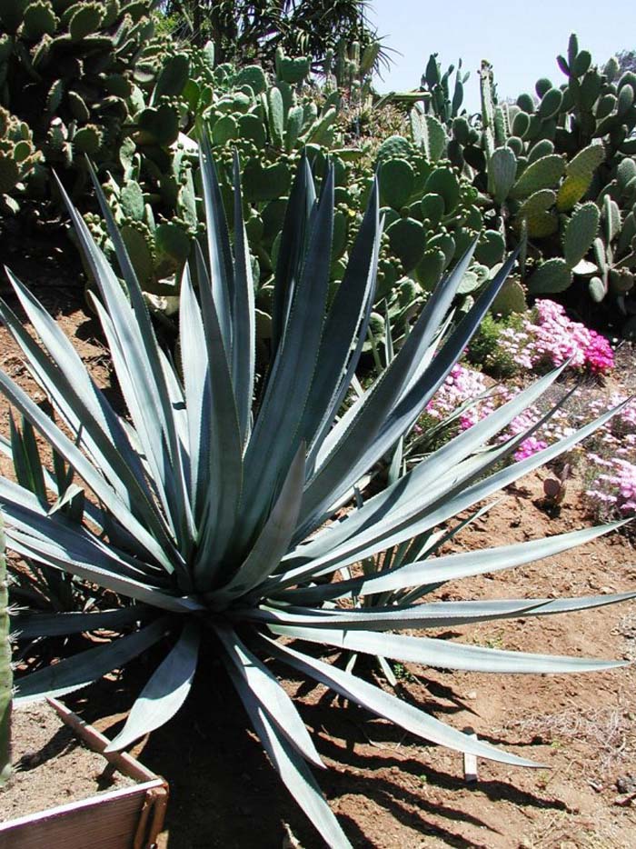 Agave tequiliana