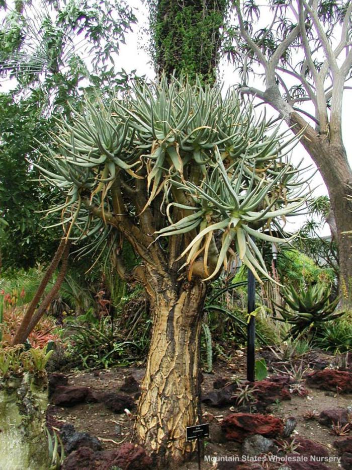 Aloe dichotoma