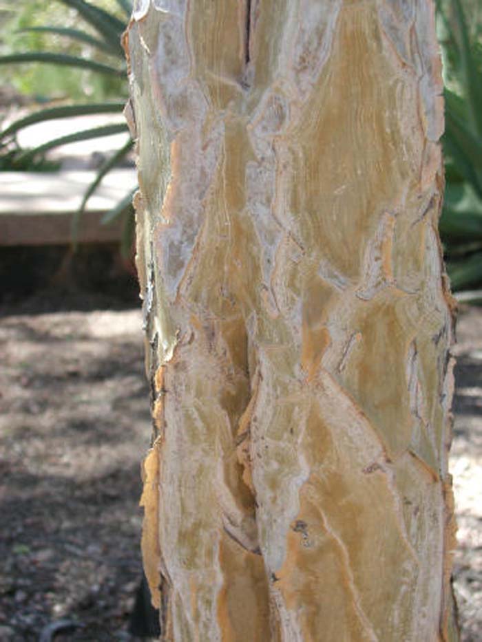 Plant photo of: Aloe dichotoma