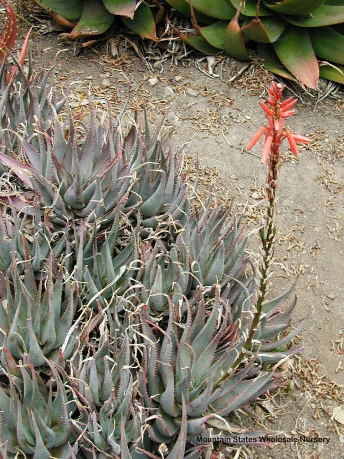 Blue Aloe