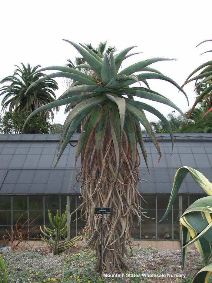 Aloe marlothii