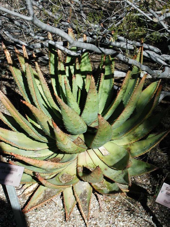 Plant photo of: Aloe marlothii