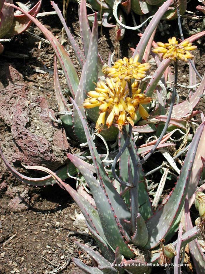 Aloe sinkatana