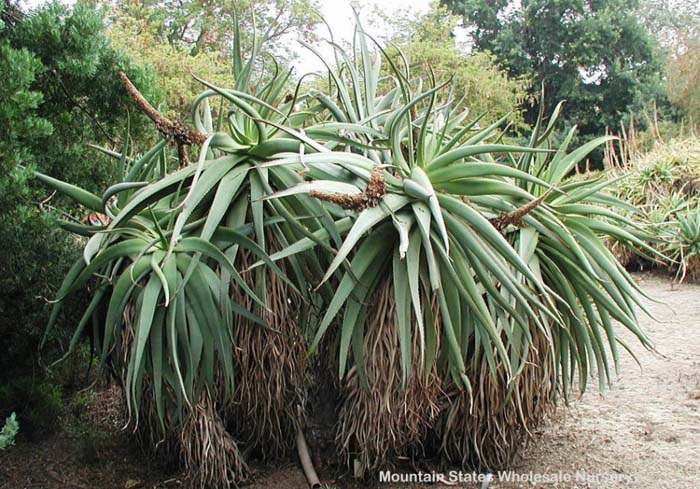 Aloe speciosa