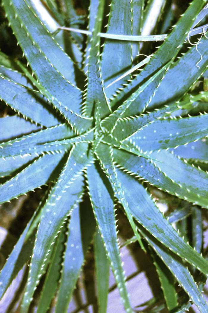 Spider Aloe