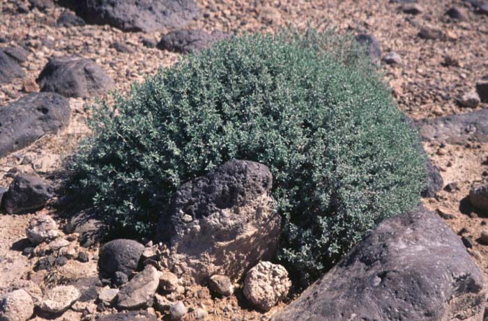 Ambrosia dumosa