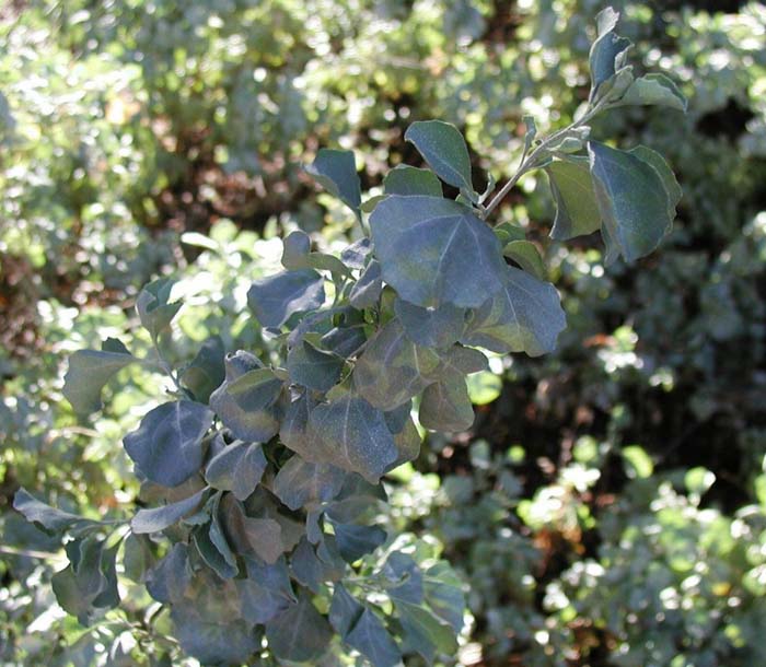 Atriplex nummularia