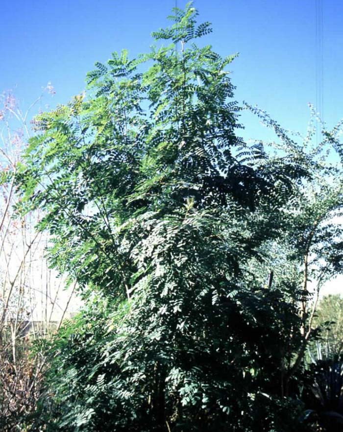 Caesalpinia platyloba