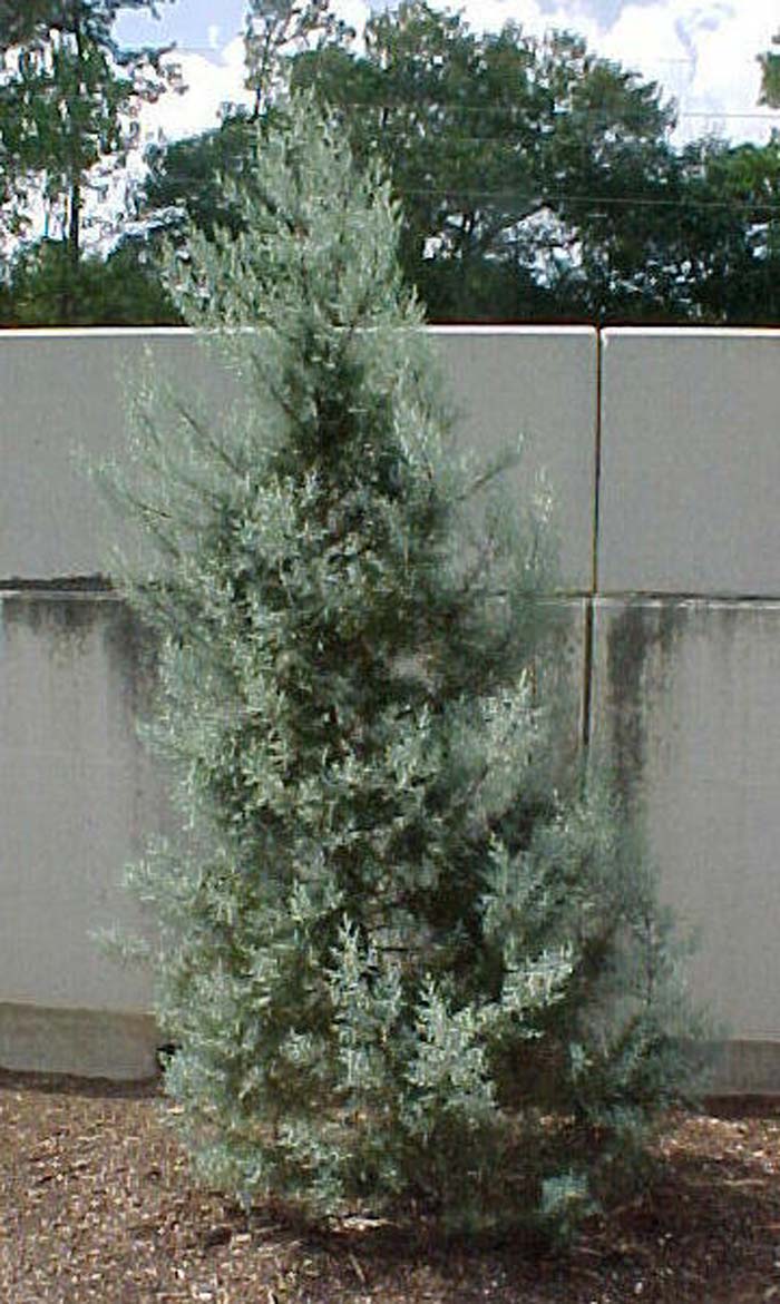 Arizona Cypress Blue Ice