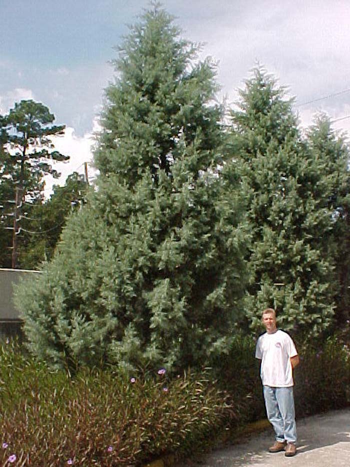 Plant photo of: Cupressus arizonica 'Blue Ice'