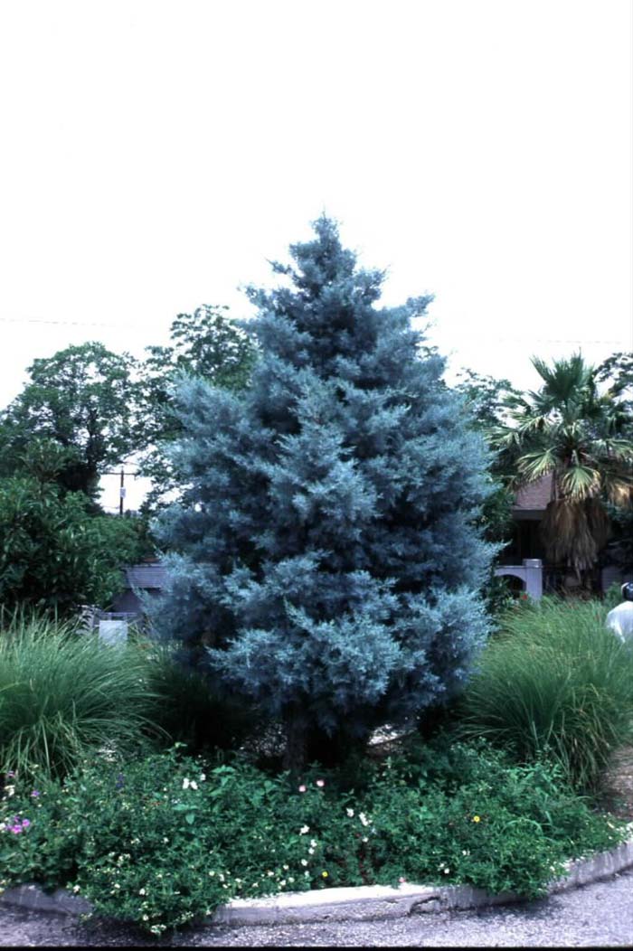 Cupressus arizonica compacta