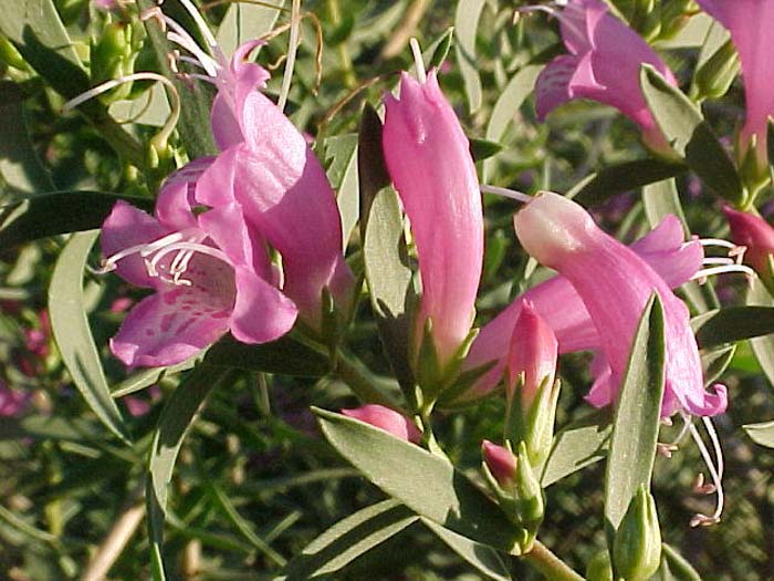 Eremophila laanii 'Pink Beauty'