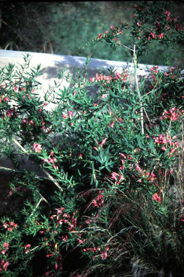 Plant photo of: Eremophila laanii 'Pink Beauty'
