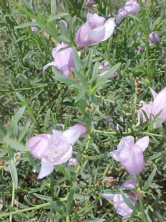 Summertime Blue Eremophila