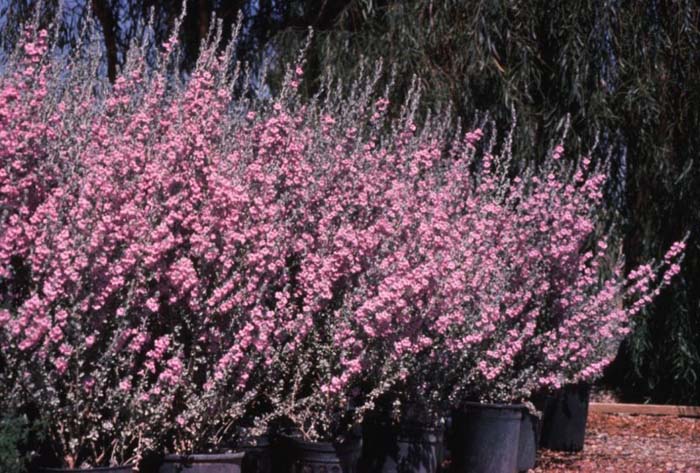 Plant photo of: Leucophyllum frutescens compacta