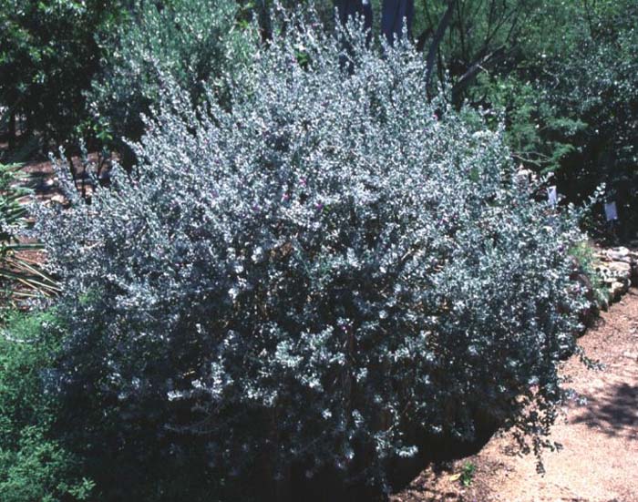 Leucophyllum pruinosum 'Sierra Bouquet'