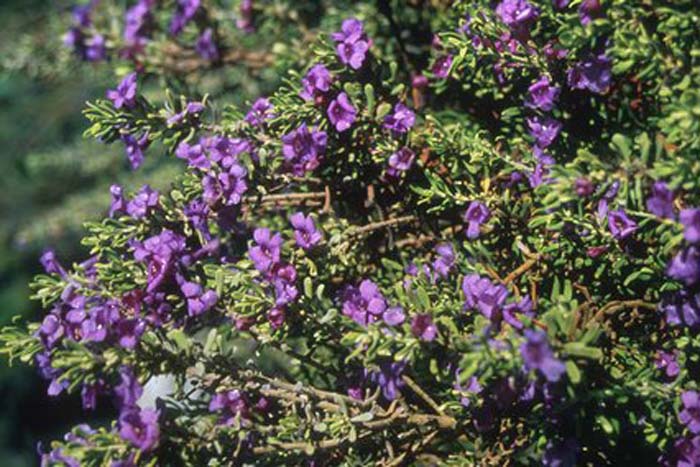 Leucophyllum revolutum 'Houdini '