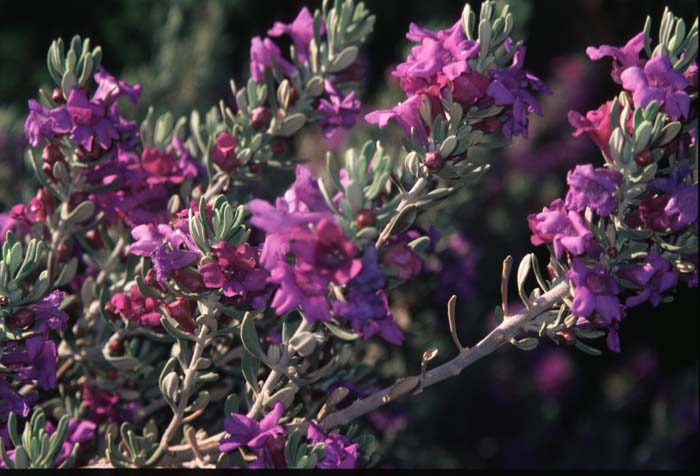 Plant photo of: Leucophyllum revolutum 'Houdini '