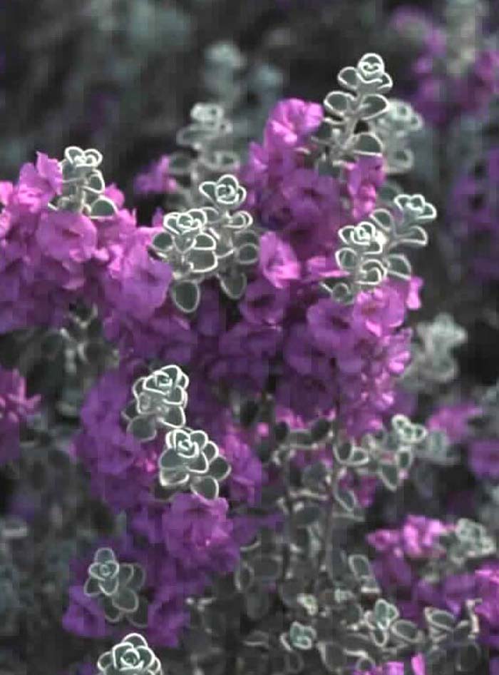 Plant photo of: Leucophyllum zygophyllum 'Cimarron'