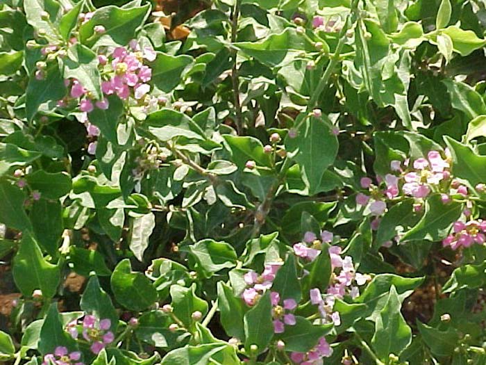 Barbados Cherry