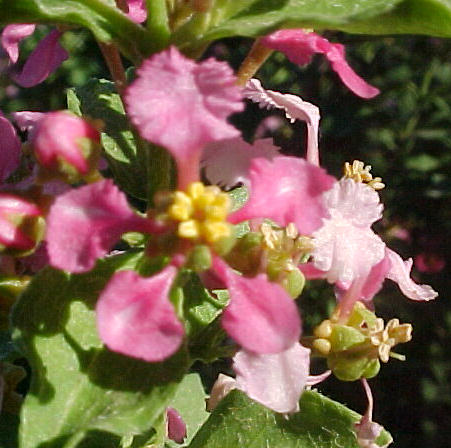 Plant photo of: Malpighia glabra Mariquita