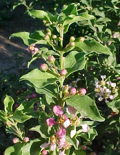 Plant photo of: Malpighia glabra Mariquita