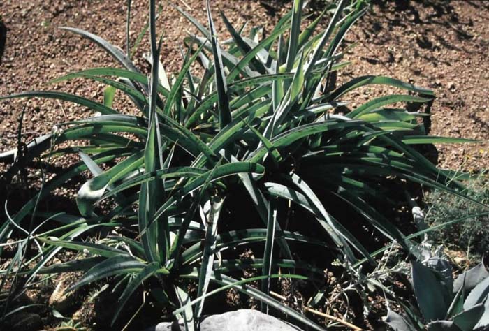 Plant photo of: Manfreda maculosa