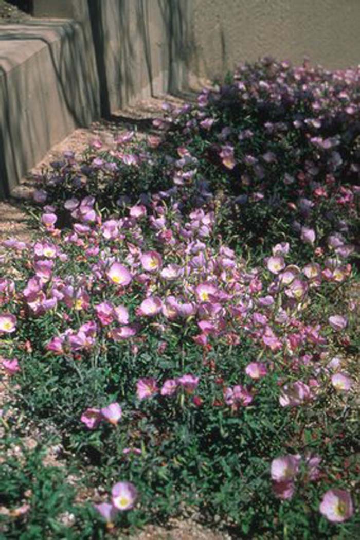 Oenothera speciosa