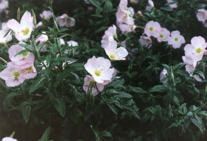 Plant photo of: Oenothera speciosa