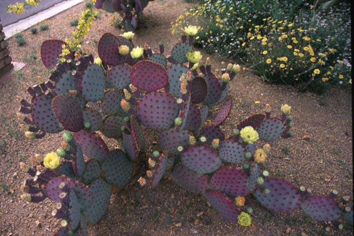 Purple Prickly Pear Tubac