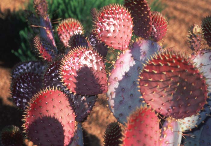 Plant photo of: Opuntia santa-rita 'Tubac'