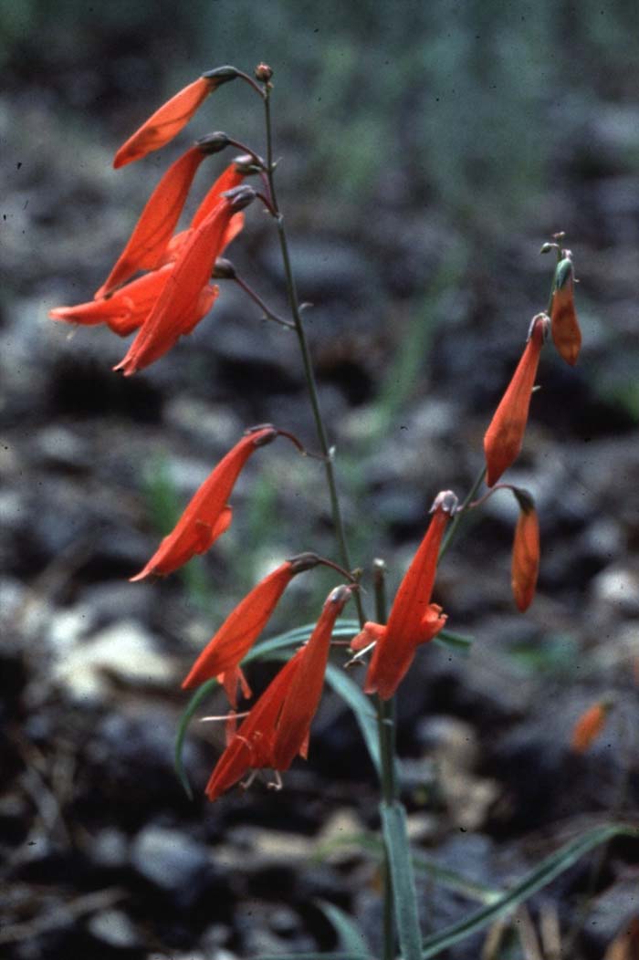 Plant photo of: Penstemon barbatus