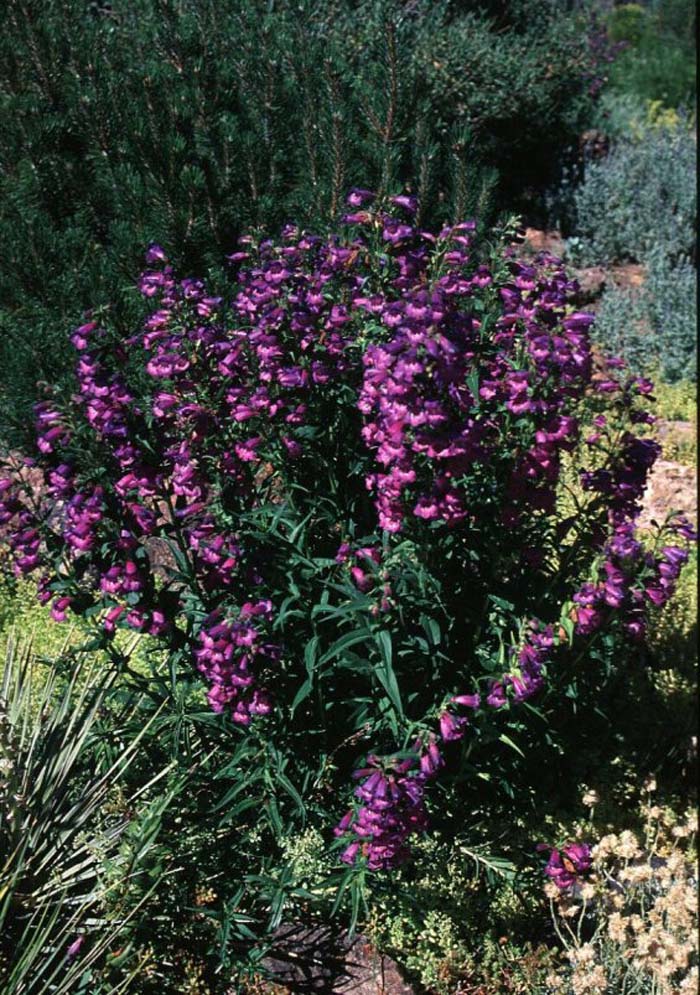 Rocky Mountain Penstemon