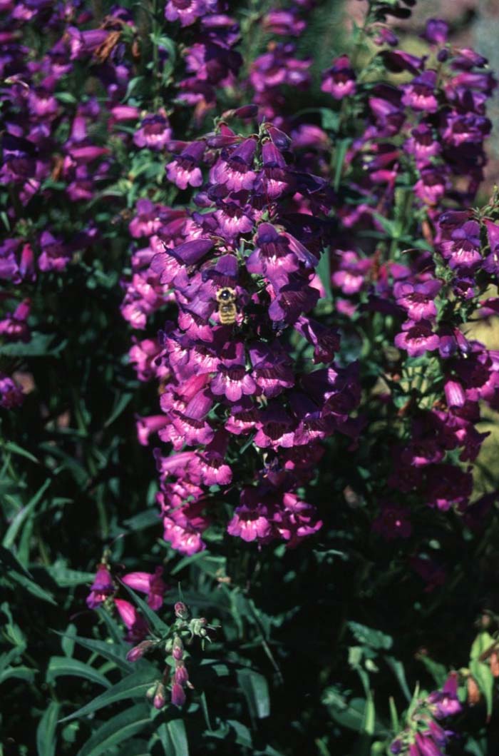 Plant photo of: Penstemon strictus