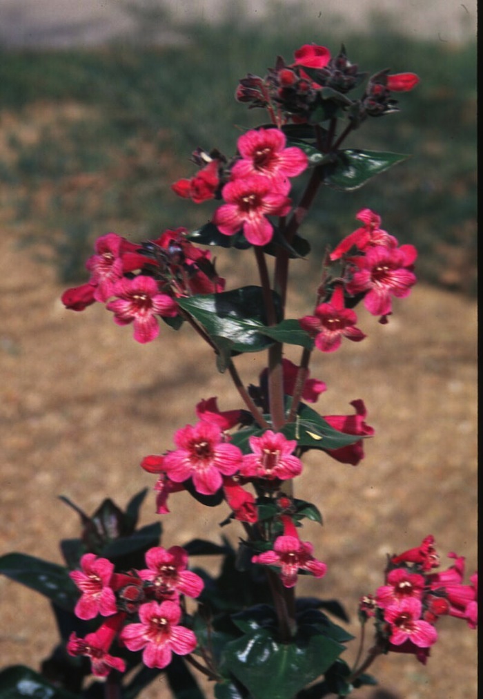 Hill Country Penstemon