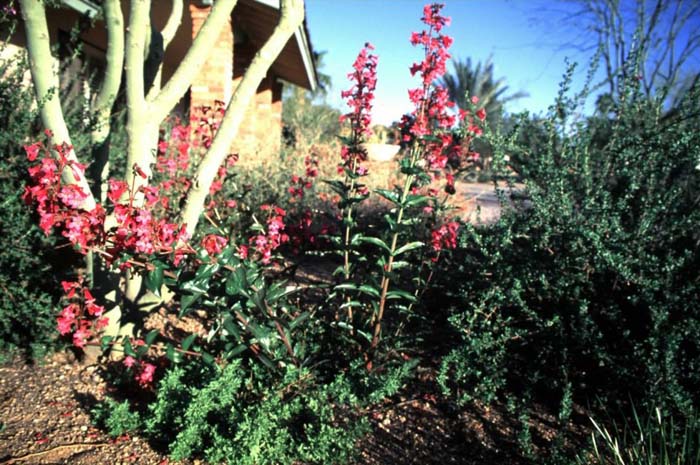 Plant photo of: Penstemon triflorus