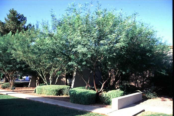 Chilean Mesquite