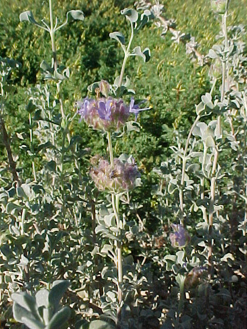 Plant photo of: Salvia dorrii v. dorrii