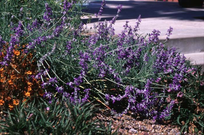 Salvia farinacea  'Texas Violet'