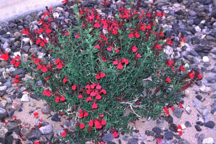 Salvia greggii 'Sierra Linda'