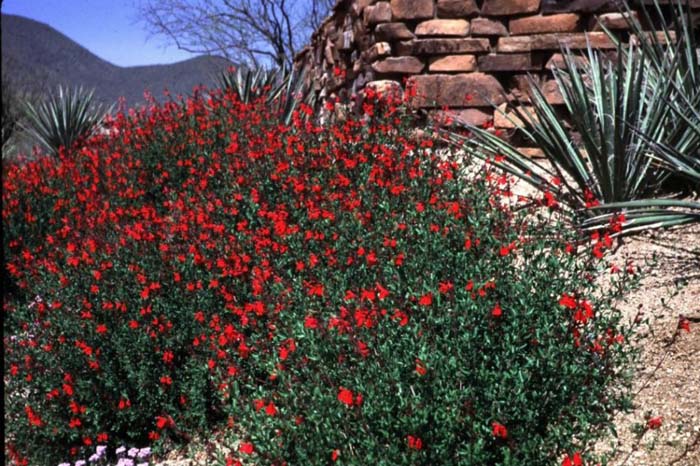 Plant photo of: Salvia greggii 'Sierra Linda'