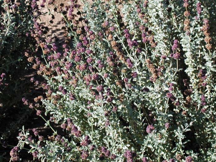 Plant photo of: Salvia x 'Trident'