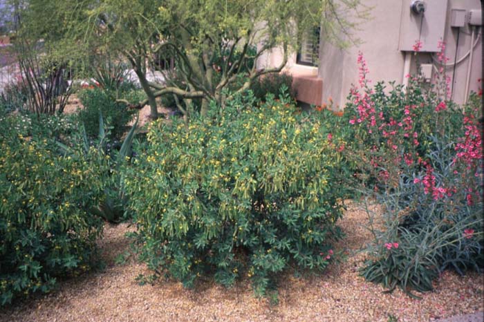 Senna oliogophylla