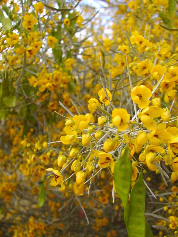 Plant photo of: Senna artemisiodes v. petiolaris