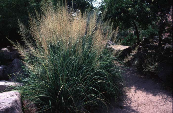 Giant Dropseed