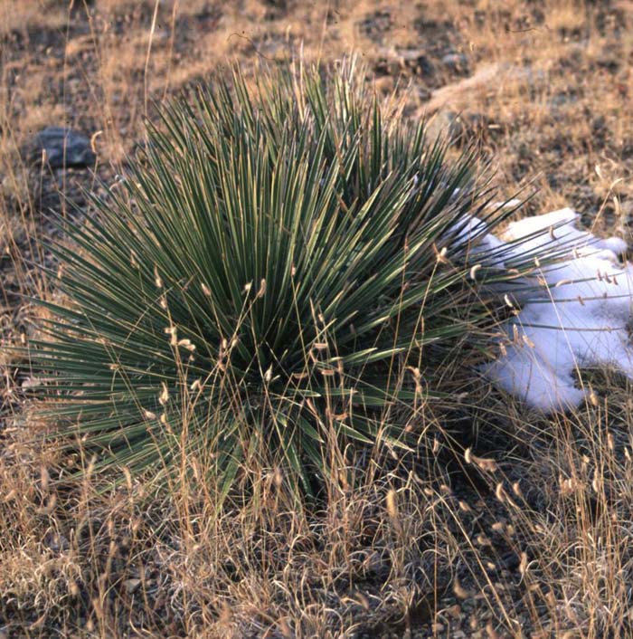 Small Soapweed